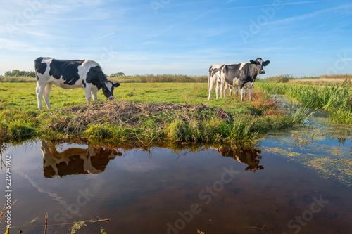 Fotografia Curious young cows in a polder landscape along a ditch, near Rotterdam, the Neth