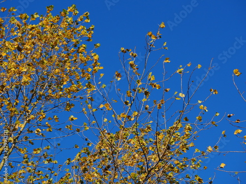 Yellow alder leaves in autumn against a clear blue sky