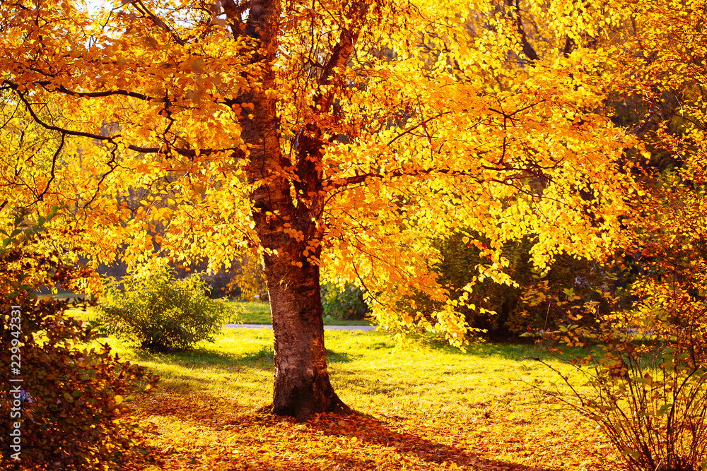 Fototapeta premium Autumn leaves background in sunny day