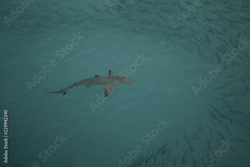 Black tip reef shark Maldives