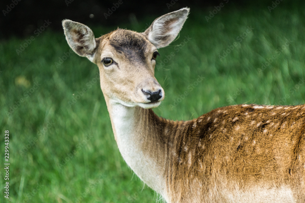 Deer in Meadow Deer in Meadow