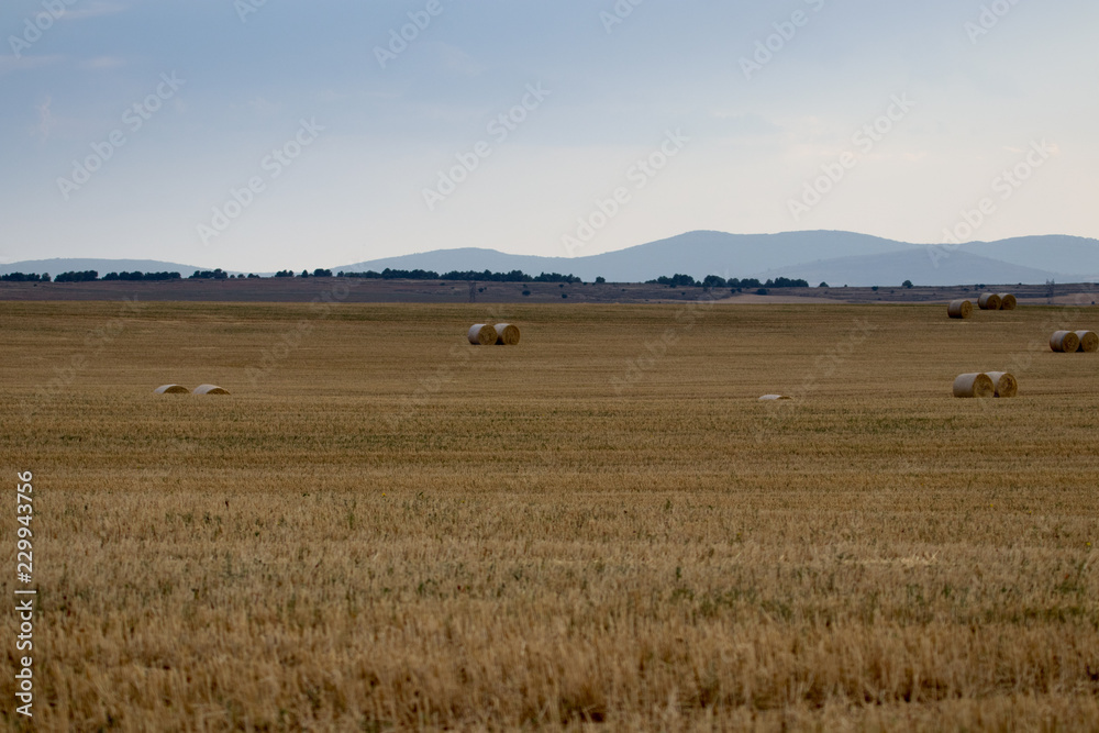 Obraz premium campo de trigo con cielo