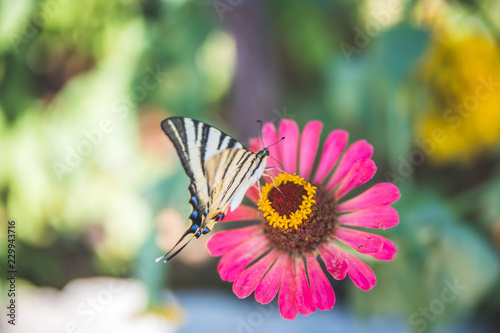 Schmetterling auf rosa Blume im eigenen Garten