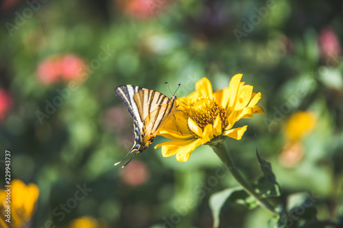 Schmetterling auf gelber Blume im eigenen Garten