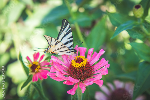 Schmetterling auf rosa Blume im eigenen Garten