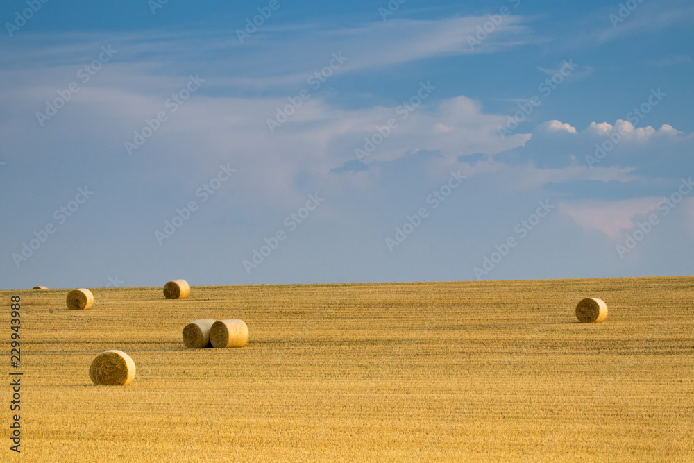 campo de trigo con cielo