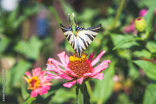 Schmetterling auf rosa Blume im eigenen Garten