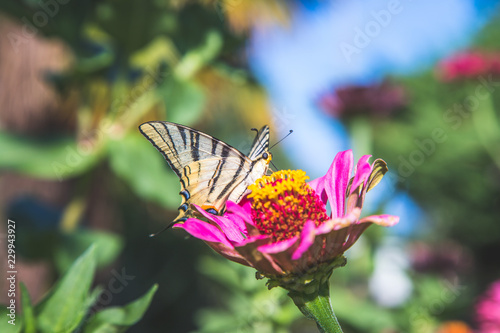 Schmetterling auf rosa Blume im eigenen Garten
