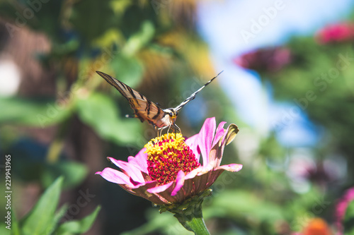 Schmetterling auf rosa Blume im eigenen Garten