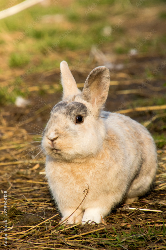 Fototapeta premium Coniglio libero nel prato