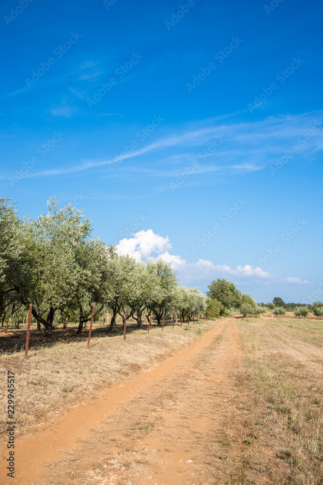 Olivenplantage und fruchtbare Erde in Südeuropa, blauer Himmel