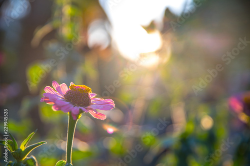 Bunte rosa Blumen in der Abendsonne, Kroatien