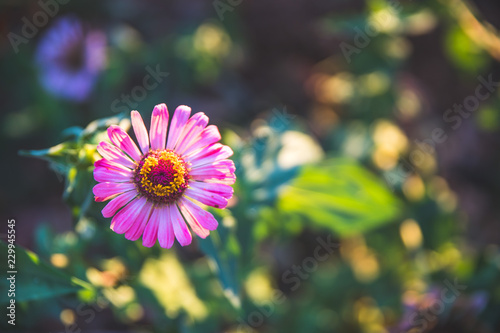 Bunte rosa Blumen in der Abendsonne, Kroatien