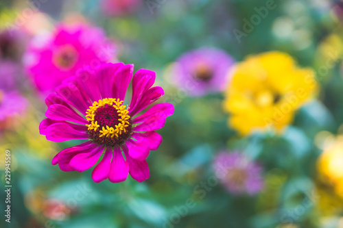 Bunte rosa Blumen in der Abendsonne  Kroatien