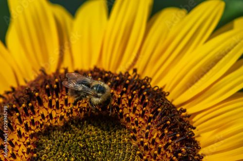 Sunflower with bee, close-up