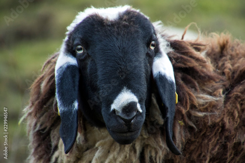 pecora nera