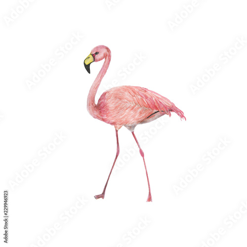 Watercolor painting a pink flamingo isolated on white