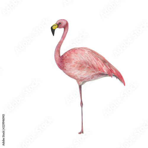 Watercolor painting a pink flamingo isolated on white