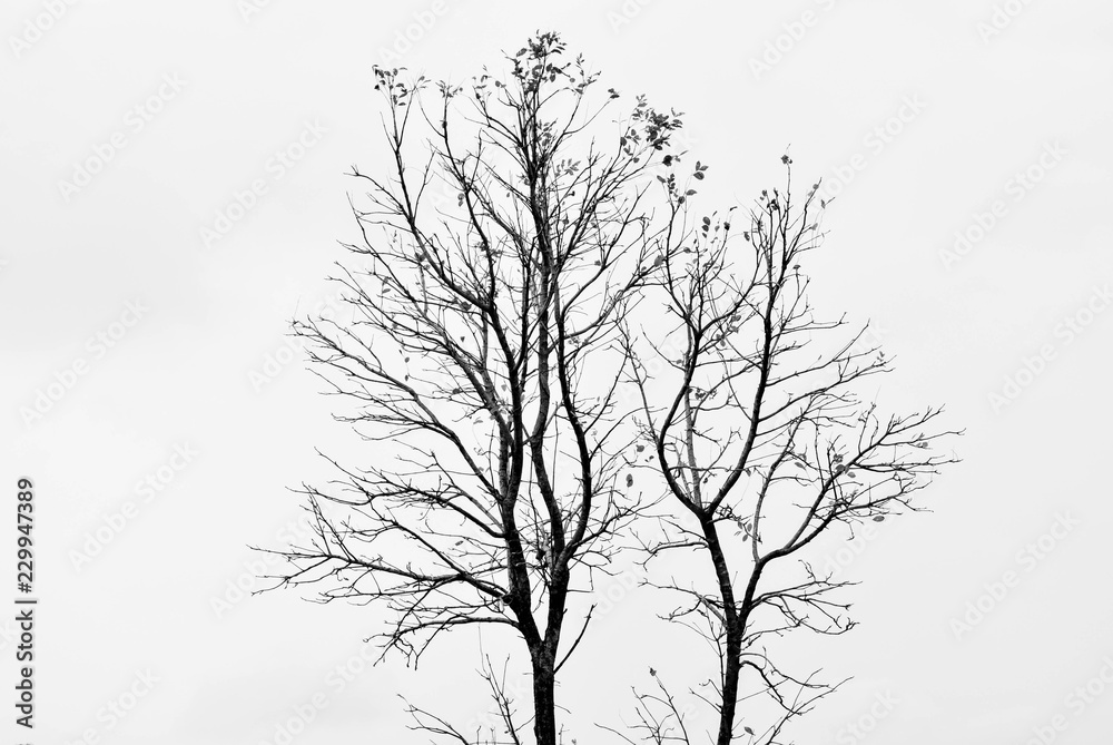 big tree isolated on pale white background big tree isolated on pale white background