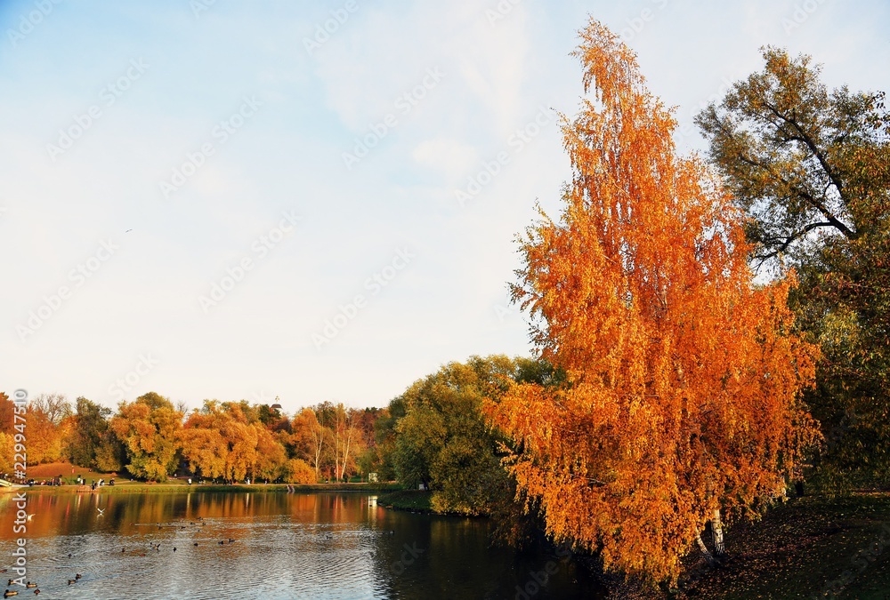 Obraz premium Yellow and green autumn trees and a pond. Russian nature.
