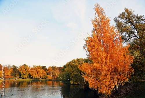 Yellow and green autumn trees and a pond. Russian nature.