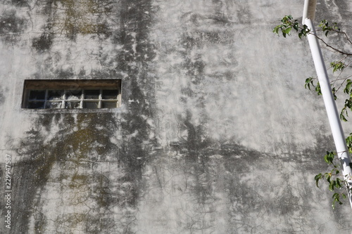 pared de concreto y verde 