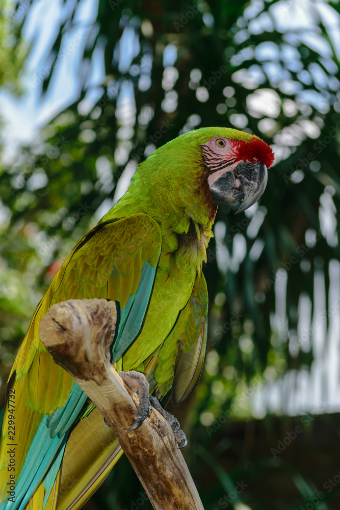 Obraz premium Military Macaw parrot sitting on the branch in front of palm trees