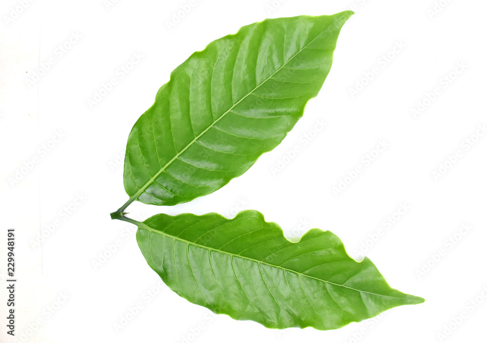 Obraz premium Coffee leaves green on white background.