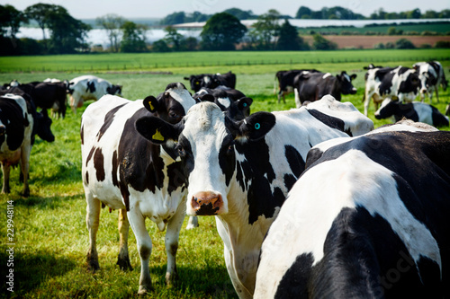 Cattle on a country farm No. 3