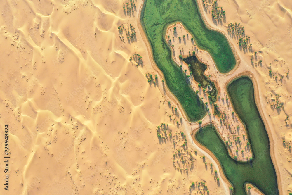 Lakes and trees in a beautiful oasis in the desert. Dubai, UAE. - obrazy, fototapety, plakaty 