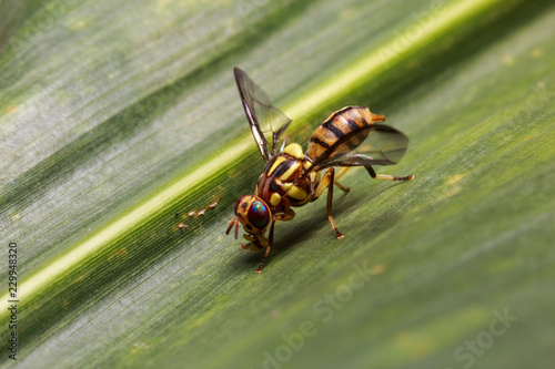 Bactrocera dorsalis fruit fly