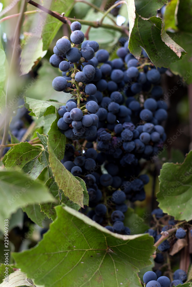 Mature blue autumn grapes