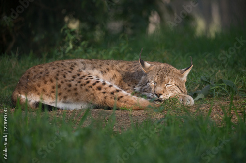 Luchs schläft in der Sonne