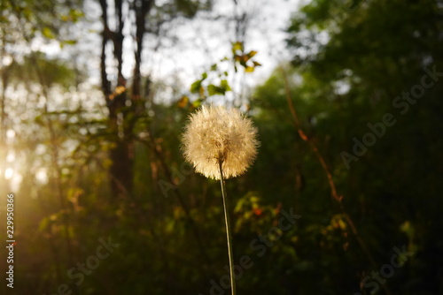 dandelion in sunset