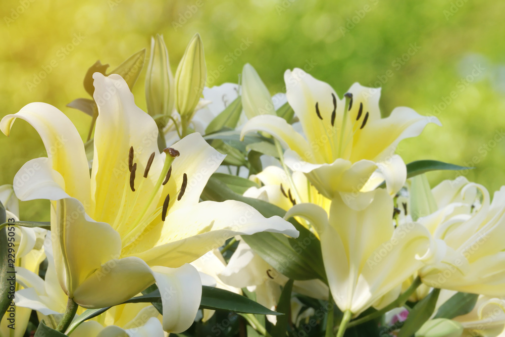 Blooming White Yellow Lily Flowers in the Garden Blooming White Yellow Lily Flowers in the Garden