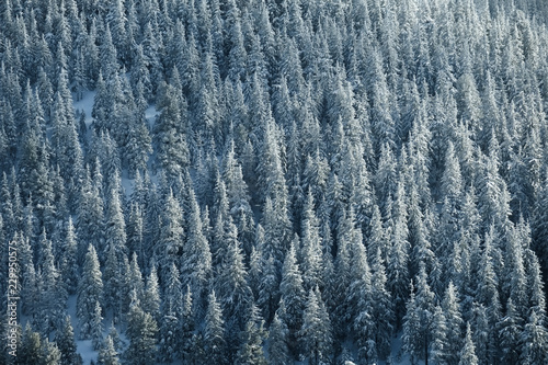 Winter landscape of a mountain hill. Fir trees covered with snow.