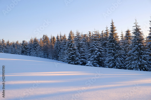 Winter lndscape of a mountain forest covered with snow at sunset.