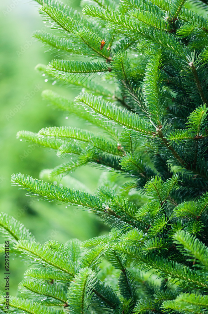 Obraz premium the fir-tree needles with the drops of water on it over green background of blurry trees