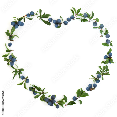 Heart shaped blackthorn wreath on white background also known as blackthorn. Pruna spinosa. photo