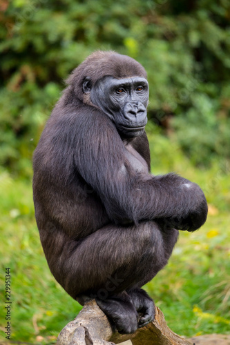 Westlicher Flachlandgorilla