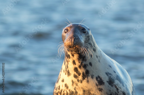 Curious grey seal, Halichoerus grypus, in the evening light in Estonian nature