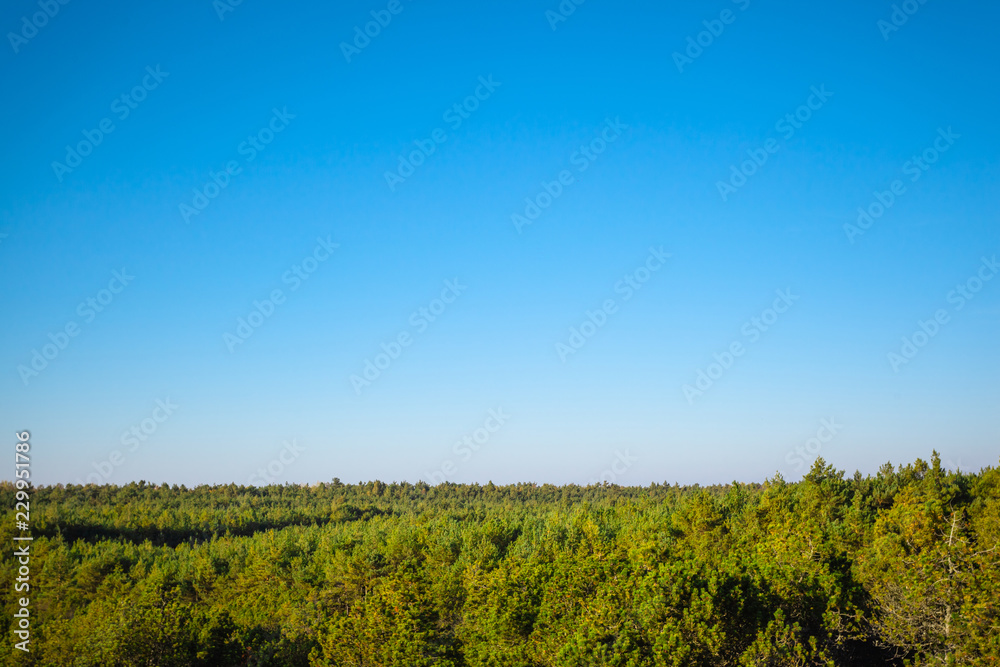 crowns of thick green forest under blue sky