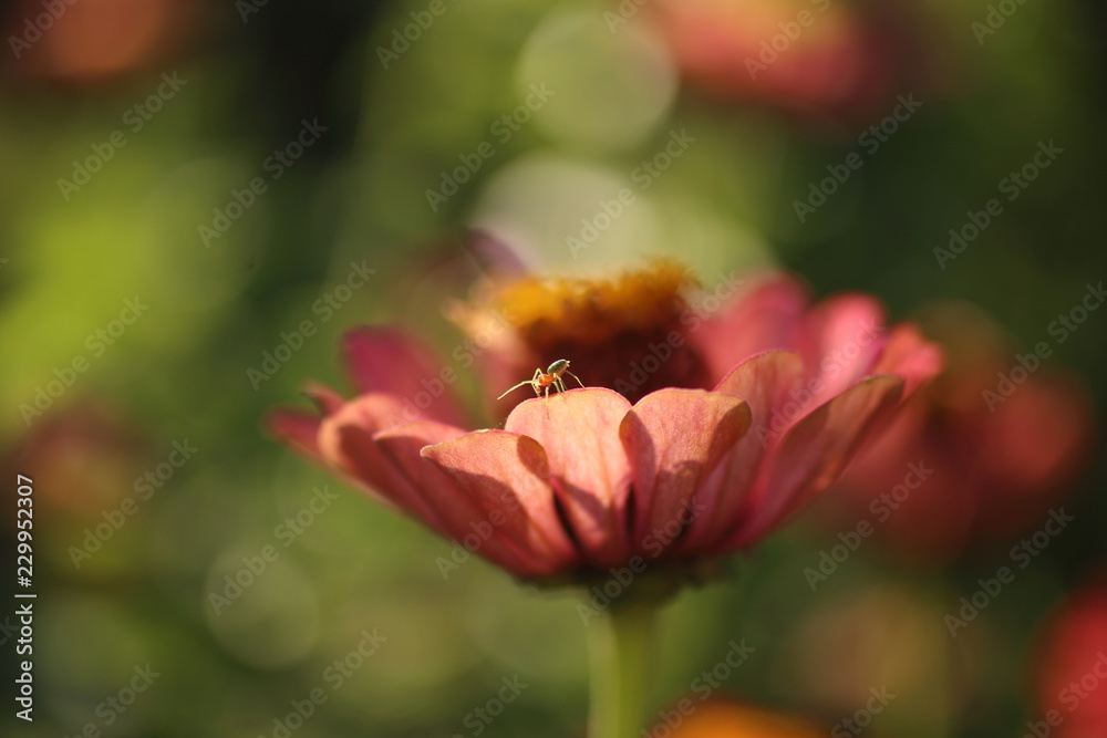 Zinnia flower , Zinnia violacea blooming in the garden Zinnia flower , Zinnia violacea blooming in the garden