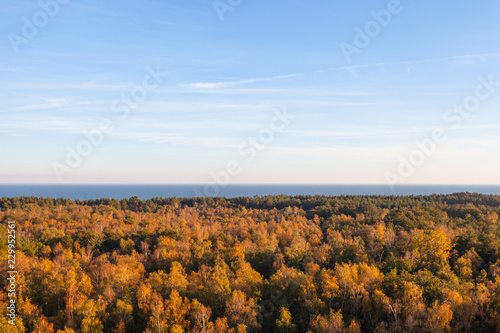 crowns of thick golden forest near the sea