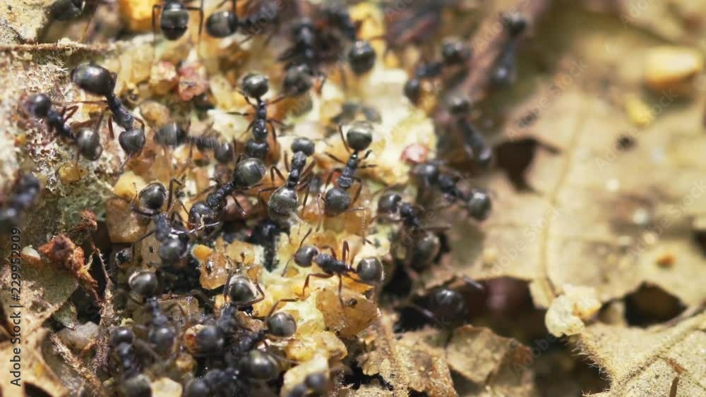 Tropical Ants Collecting Bird Excrement in Thailand Tropical Ants Collecting Bird Excrement in Thailand
