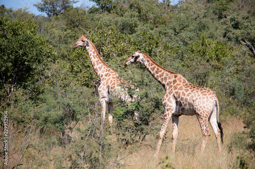 Giraffe eating and wandering under African sky s