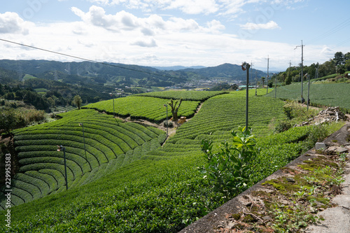 round field