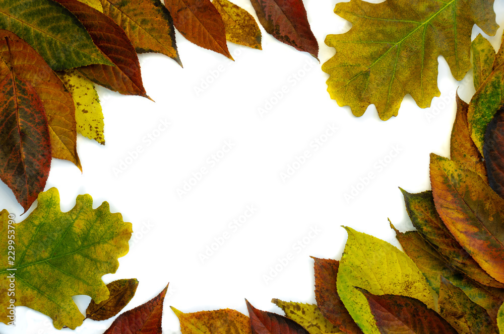 Round frame made of yellow green leaves, branches on white background. Flat lay, top view. Autumn still life Round frame made of yellow green leaves, branches on white background. Flat lay, top view. Autumn still life