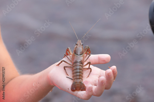 Close view of a crayfish sitting on a kid's hand photo