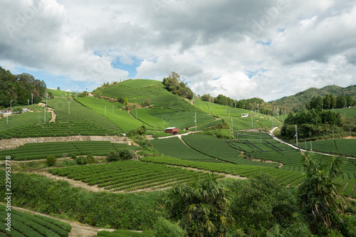 green tea fields photo